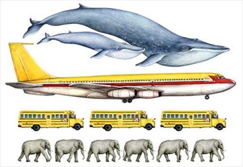シロナガスクジラ　世界一大きい動物2